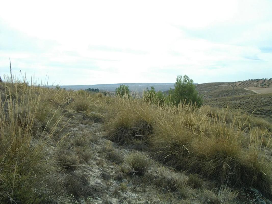 Terreno en venta en Colmenar de Oreja, Madrid photo 3