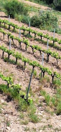 Terreno en Sant Quintí de Mediona photo 1