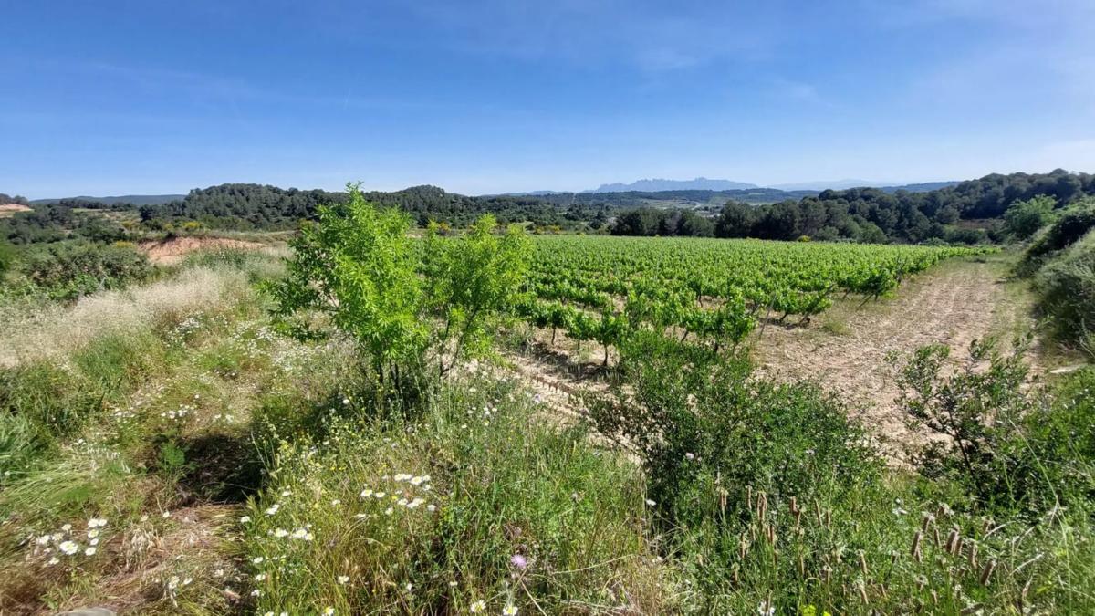 Terreno en venta en Sant Quintí de Mediona, Barcelona photo 2