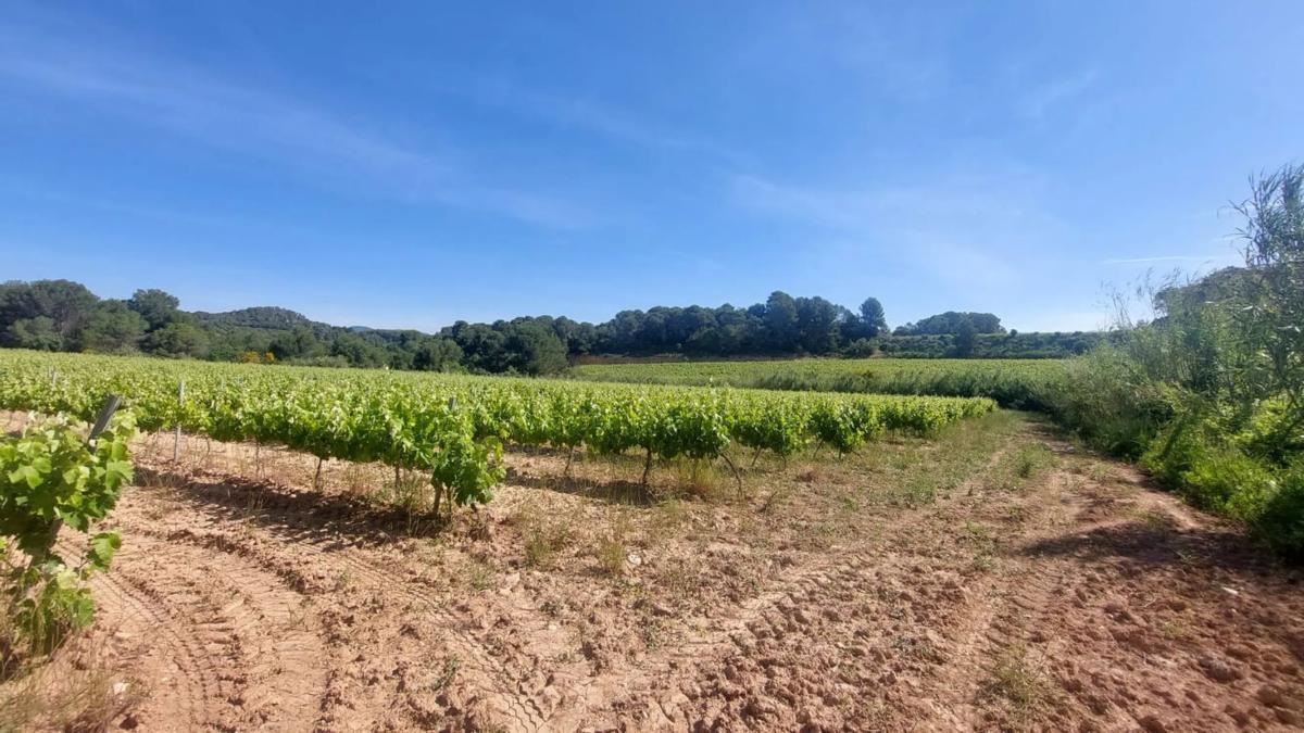 Terreno en venta en Sant Quintí de Mediona, Barcelona photo 4