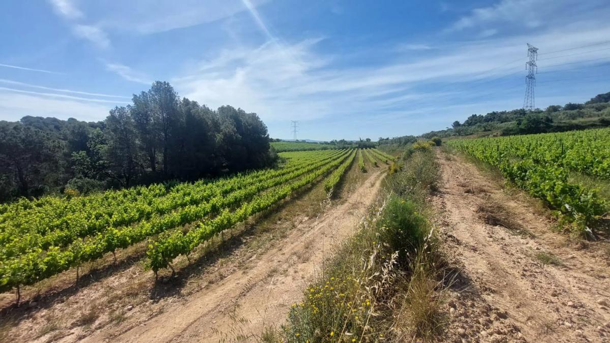 Terreno en venta en Sant Quintí de Mediona, Barcelona photo 5