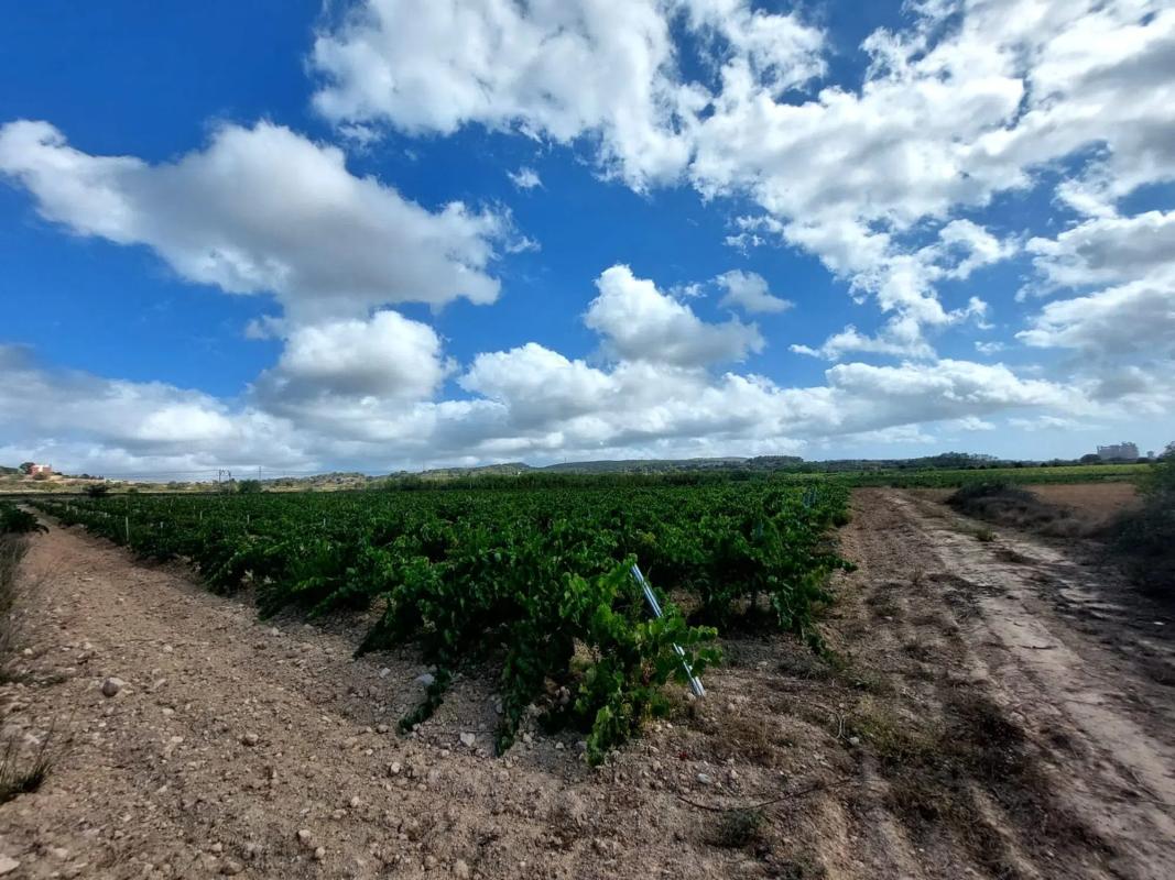 Участок земли на продажу в Вилафранка дель Пенедес, Барселона photo 2