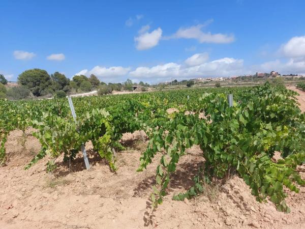 Terreno en Pol. Ind. Domenys photo 4