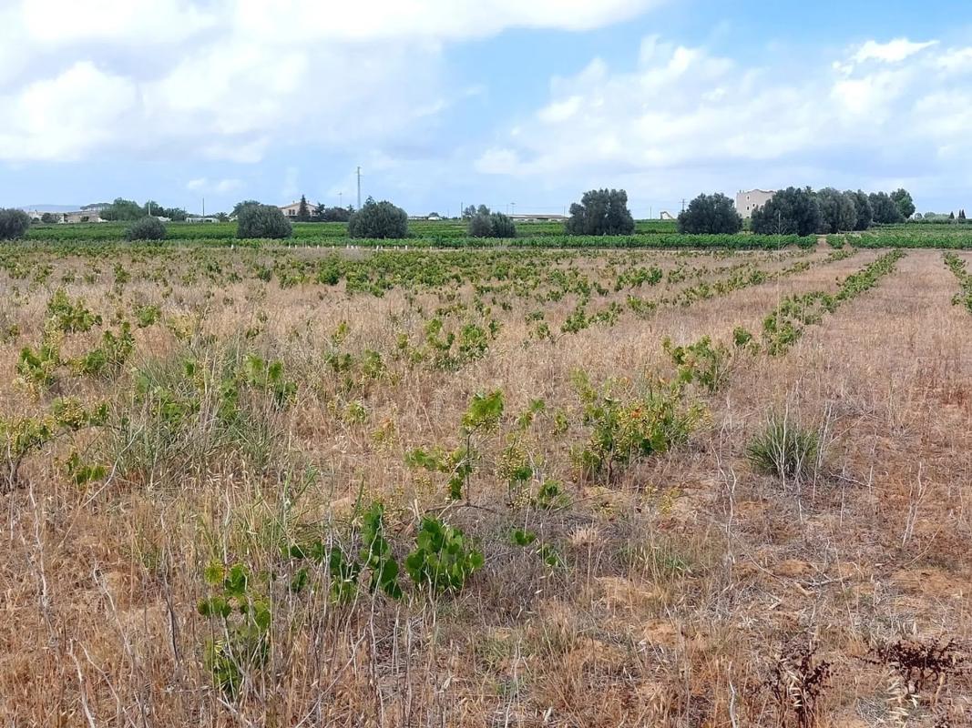 Terreno en venta en Castellví de la Marca, Barcelona photo 5