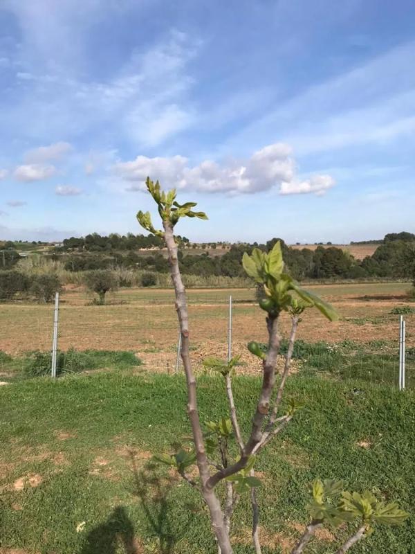 Terreno en venta en Sant Llorenç d'Hortons, Barcelona photo 3