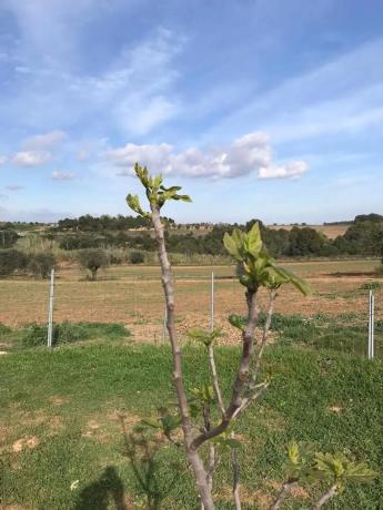 Terreno en paseo del Cava, 36 thumbnail 2