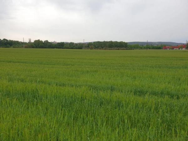Terreno en Barceloneta - Molí d'En Rovira photo 1