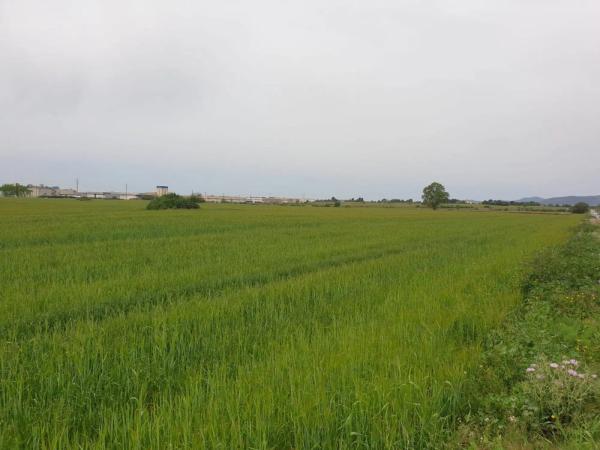 Terreno en Barceloneta - Molí d'En Rovira photo 2