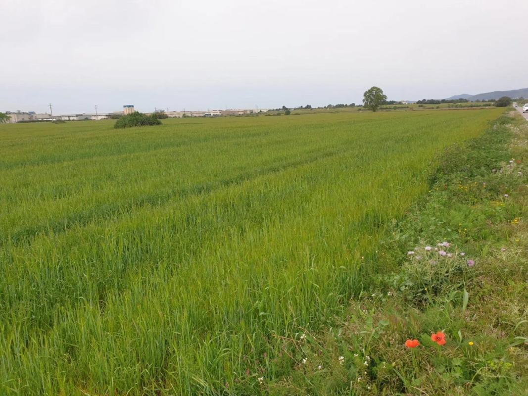 Terreno en venta en Vilafranca del Penedès, Barcelona photo 5