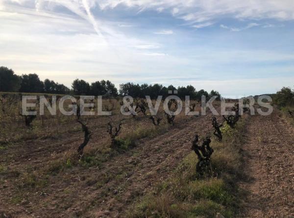 Terreno en Avinyonet del Penedès photo 2