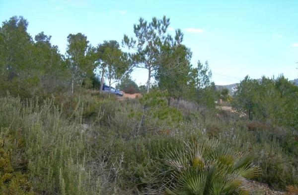 Terreno en Avinyonet del Penedès photo 1