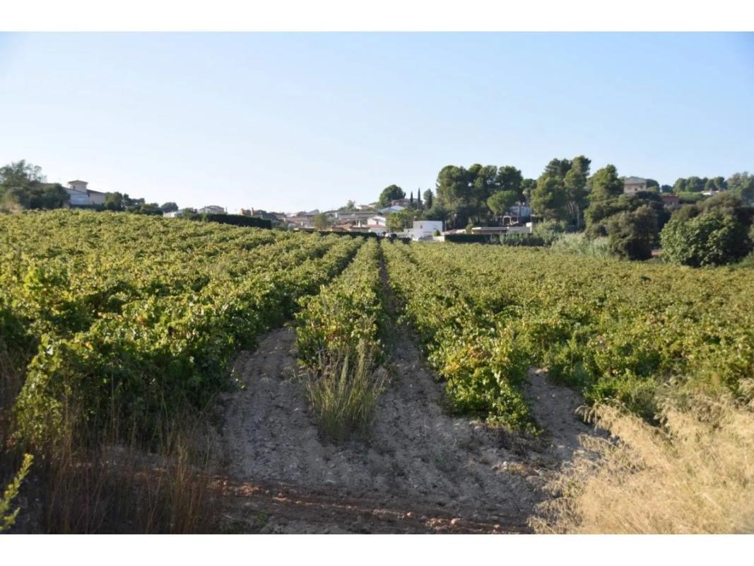 Land for sale in Sant Sadurní d'Anoia, Barcelona photo 2