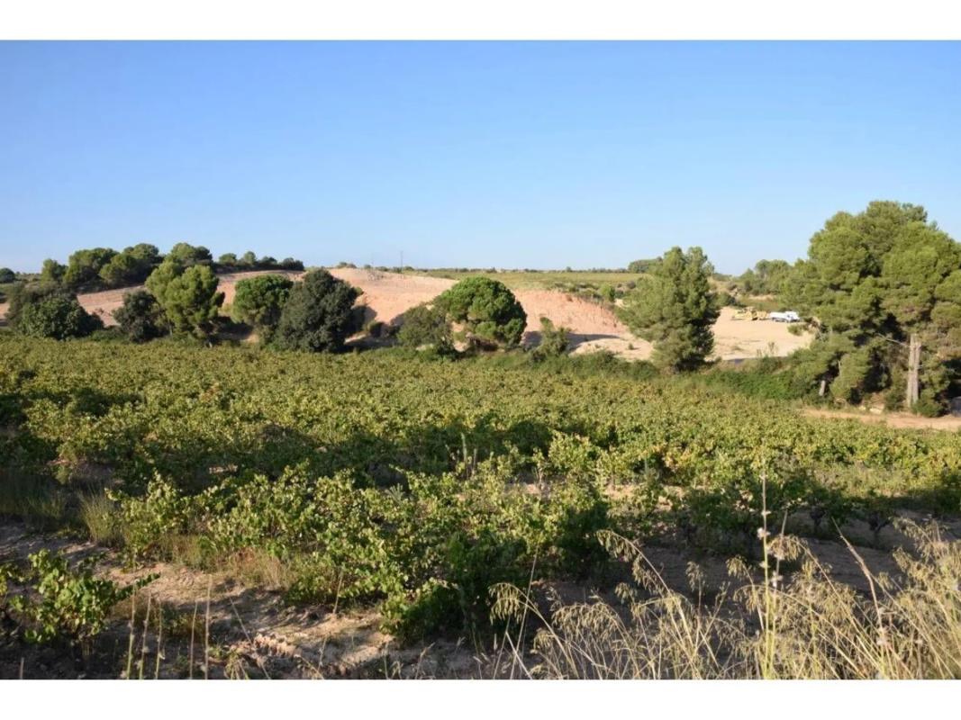 Land for sale in Sant Sadurní d'Anoia, Barcelona photo 4