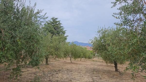 Terreno en camino Can Pujades photo 2