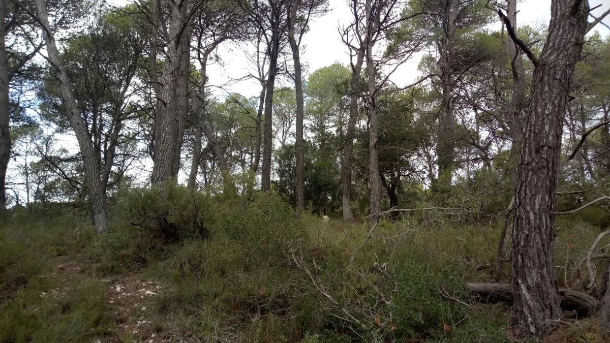 Terreno en venta en Llacuna, La, Barcelona photo 1
