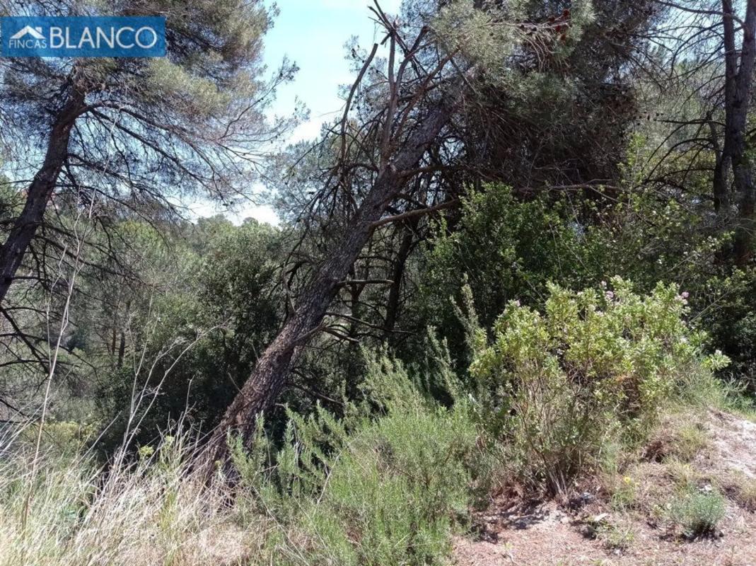 Land for sale in Cabrera de Anoia, Barcelona photo 5