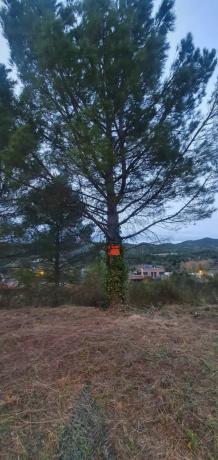 Terreno en Carme photo 4