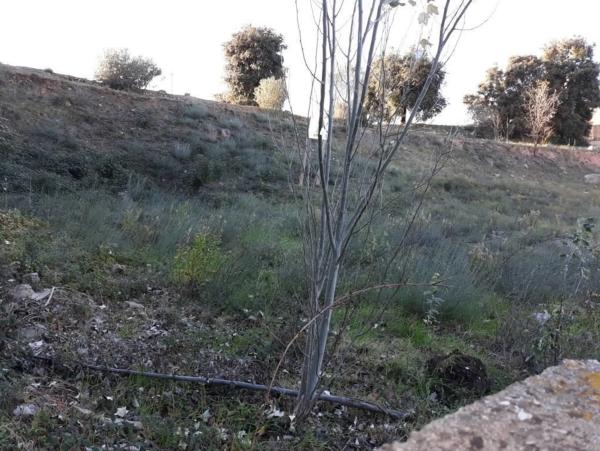 Terreno en Jorba thumbnail 2