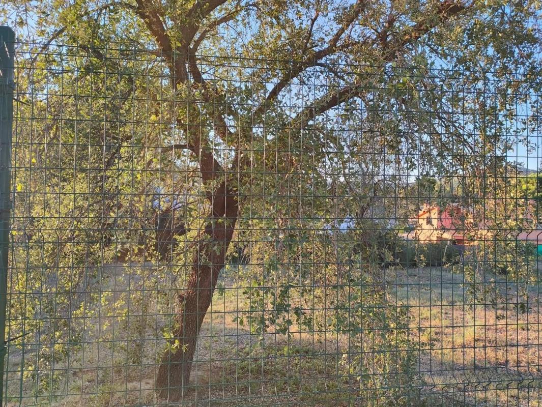 Terreno en venta en Fonollosa, Barcelona photo 4
