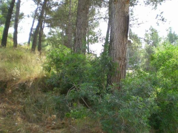 Terreno en Castellgalí photo 3