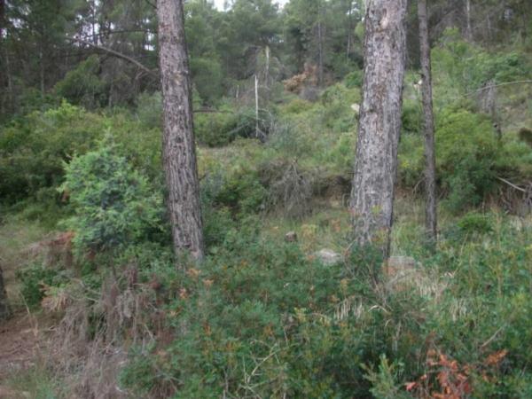 Terreno en Castellgalí photo 2