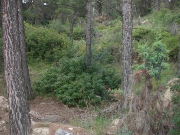 Terreno en Castellgalí photo 3