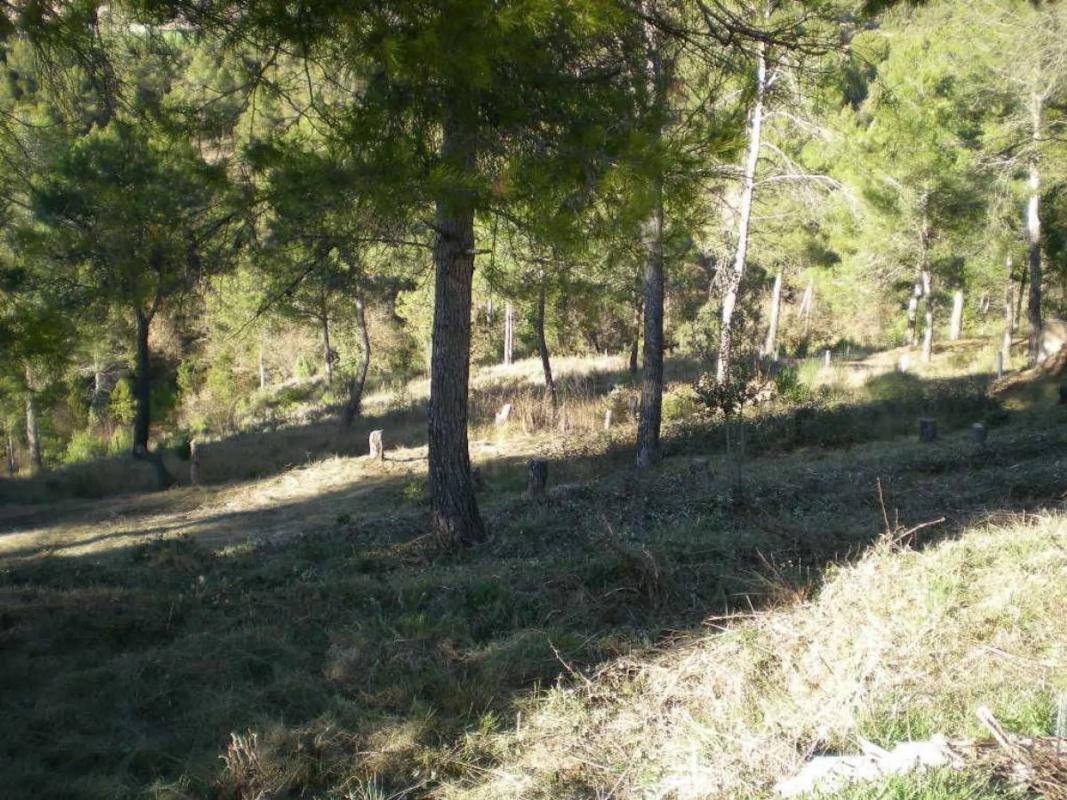 Terreno en venta en Castellnou de Bages, Barcelona photo 5