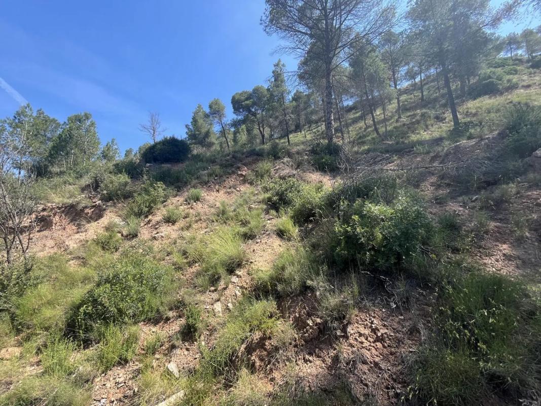 Land for sale in Fonollosa, Barcelona photo 5