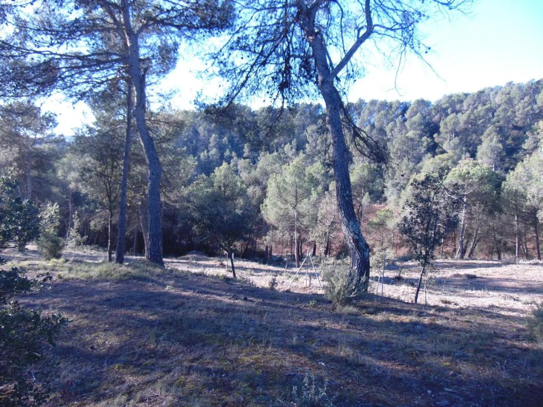 Działka na sprzedaż w Castellnou de Bages, Barcelona photo 5