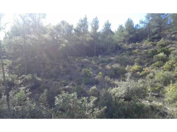 Terreno en Castellgalí photo 4