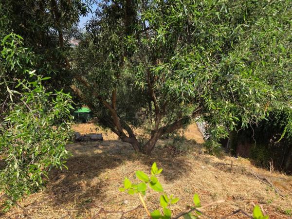 Terreno en Abrera photo 2