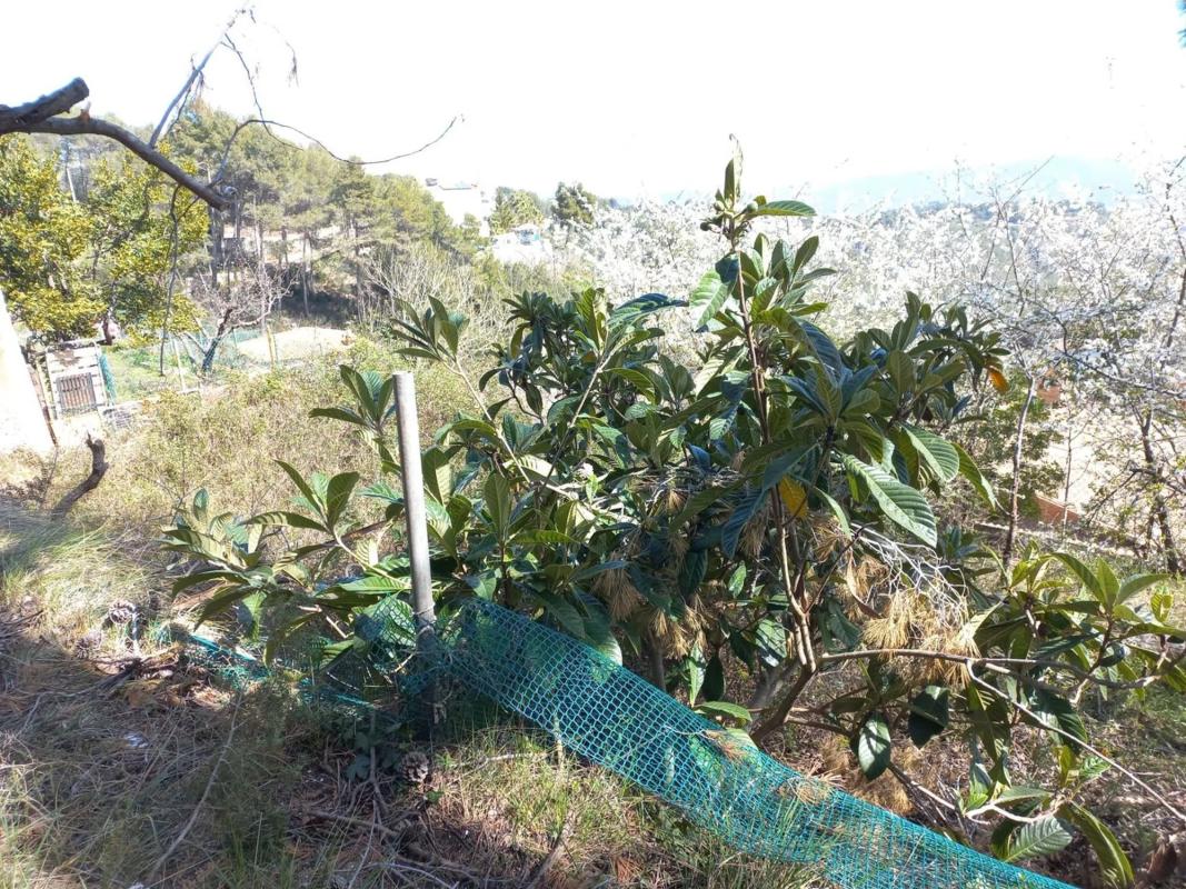 Terreno en venta en Cervelló, Barcelona photo 3