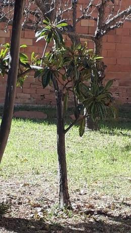 Terreno en La Plana photo 1