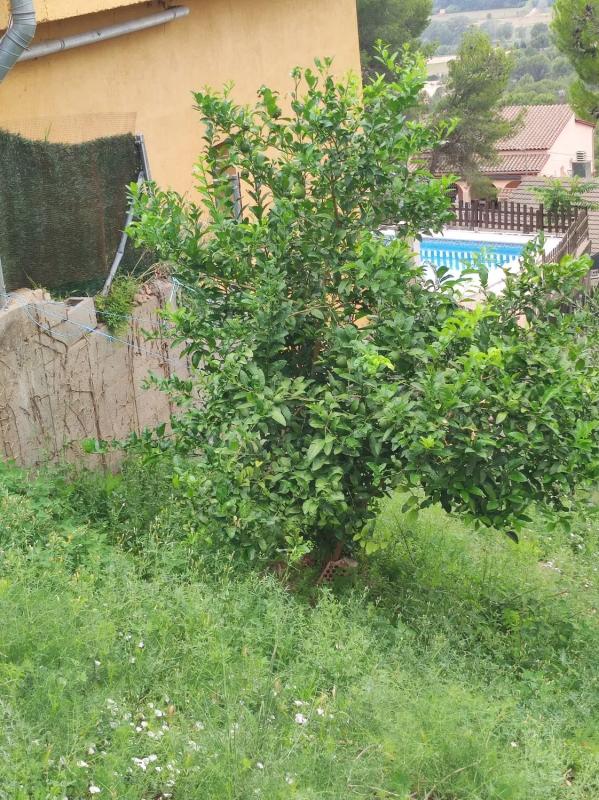 Terreno en venta en Abrera, Barcelona photo 2