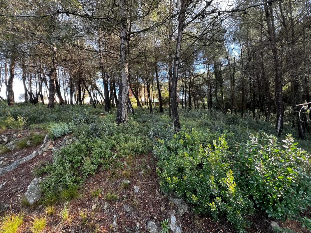 Land for sale in Olesa de Bonesvalls, Barcelona photo 5