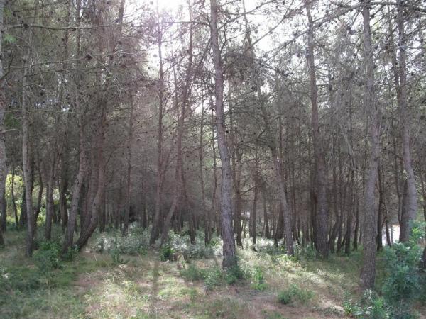Terreno en Olesa de Bonesvalls photo 3