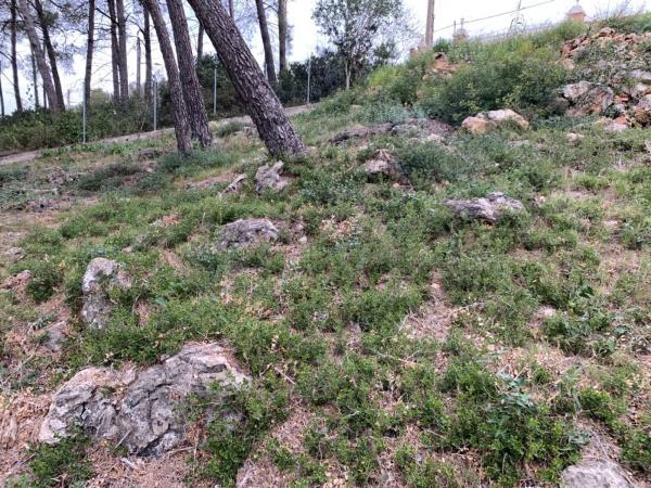 Terreno en Olesa de Bonesvalls photo 3