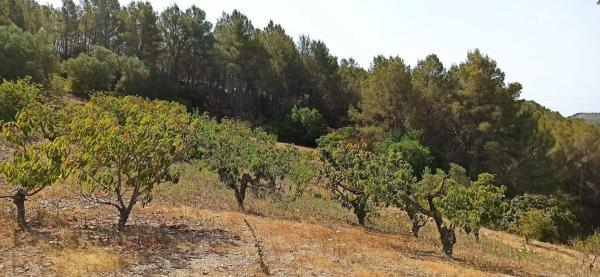 Terreno en camino de Torrelles de Llobregat s/n thumbnail 1
