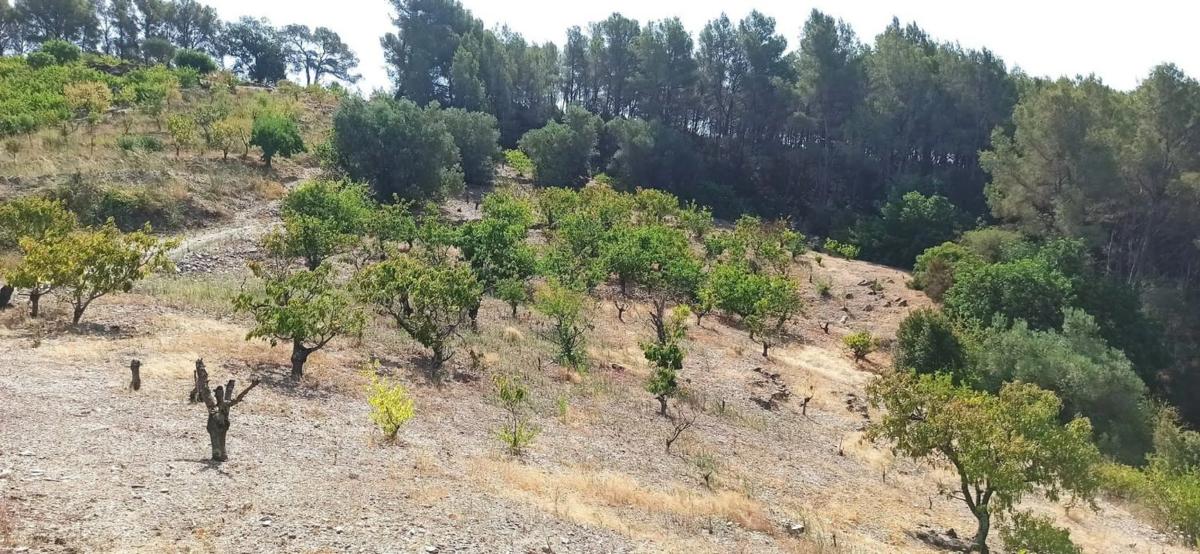 Land for sale in Sant Climent de Llobregat, Barcelona photo 3