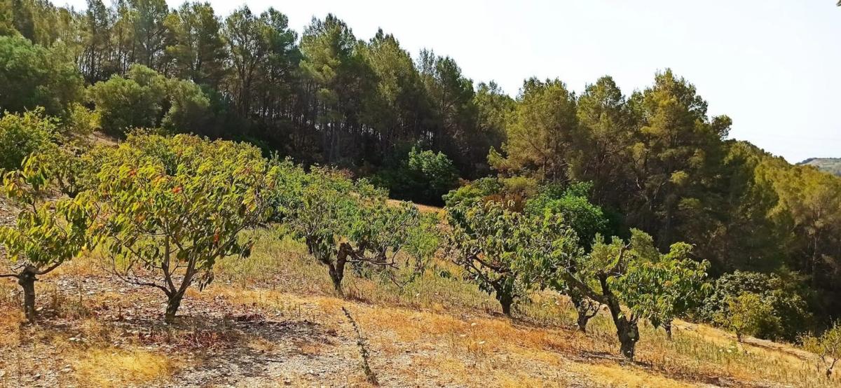 Land for sale in Sant Climent de Llobregat, Barcelona photo 5