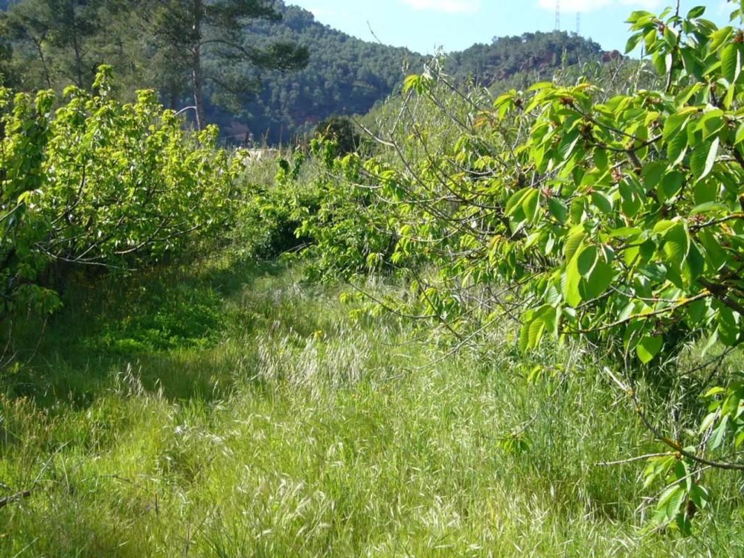 Участок земли на продажу в Торрельес-де-Льобрегат, Барселона photo 5