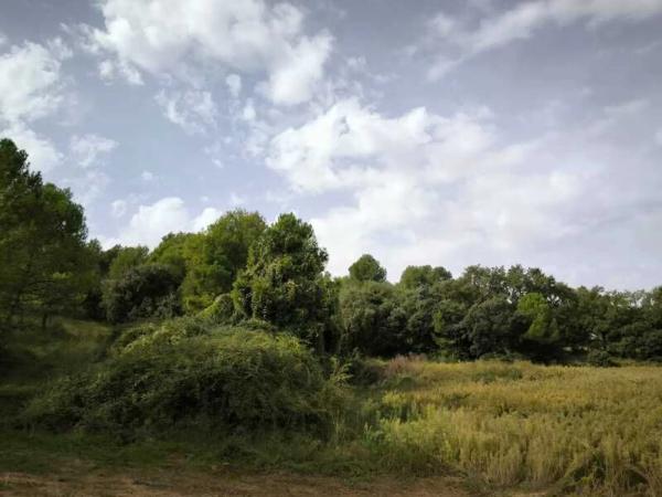 Terreno en grauges photo 1