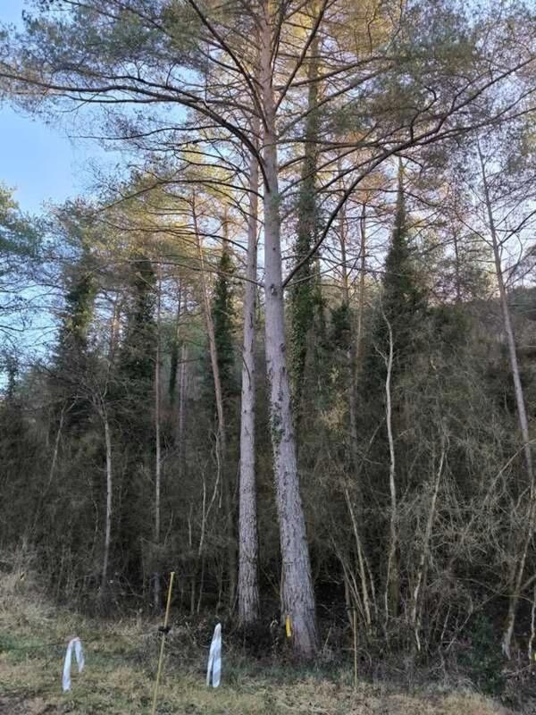 Land for sale in Olvan, Barcelona photo 3