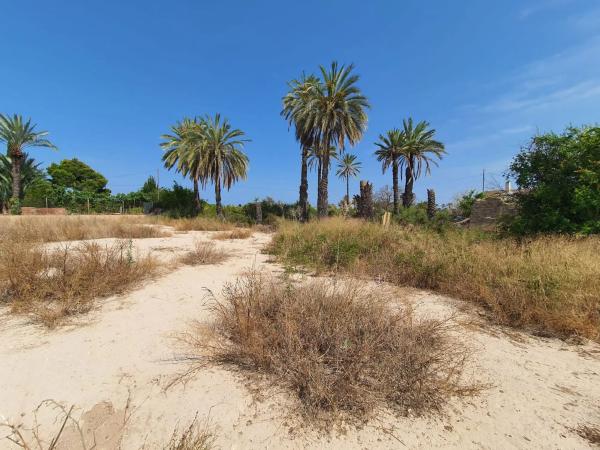 Finca rustykalna na sprzedaż w  Camino Fondo de l'Ermita, 134 , Elche / Elx photo 2