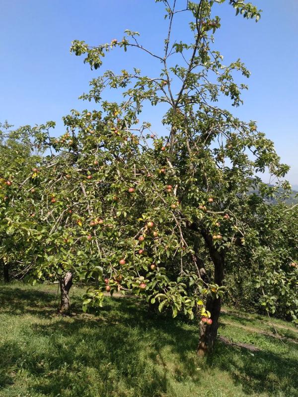 Venta de finca rústica en San Martino, 1 , Lena photo 3
