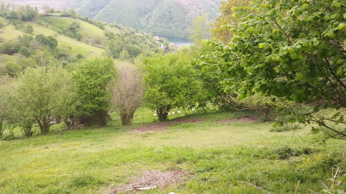 Venta de finca rústica en Tanes s/n , Caso photo 3