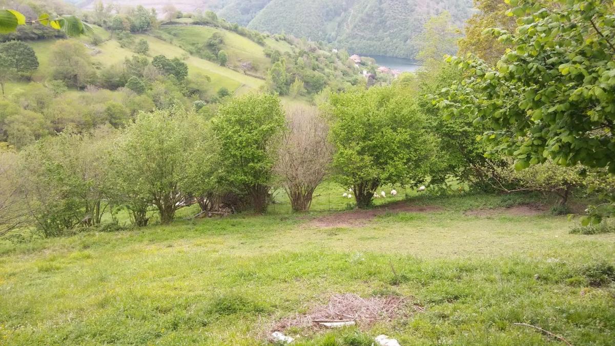 Venta de finca rústica en Tanes s/n , Caso photo 5