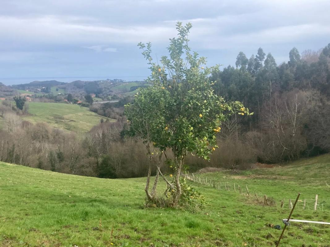 Venta de finca rústica en Carretera de Sardedo , Ribadesella photo 2