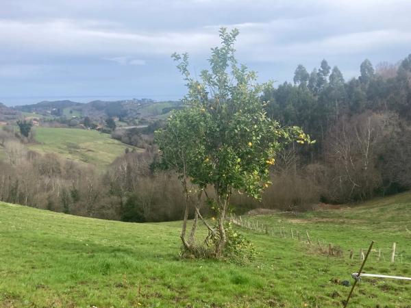 Finca rustykalna na sprzedaż w  Carretera de Sardedo , Ribadesella photo 2