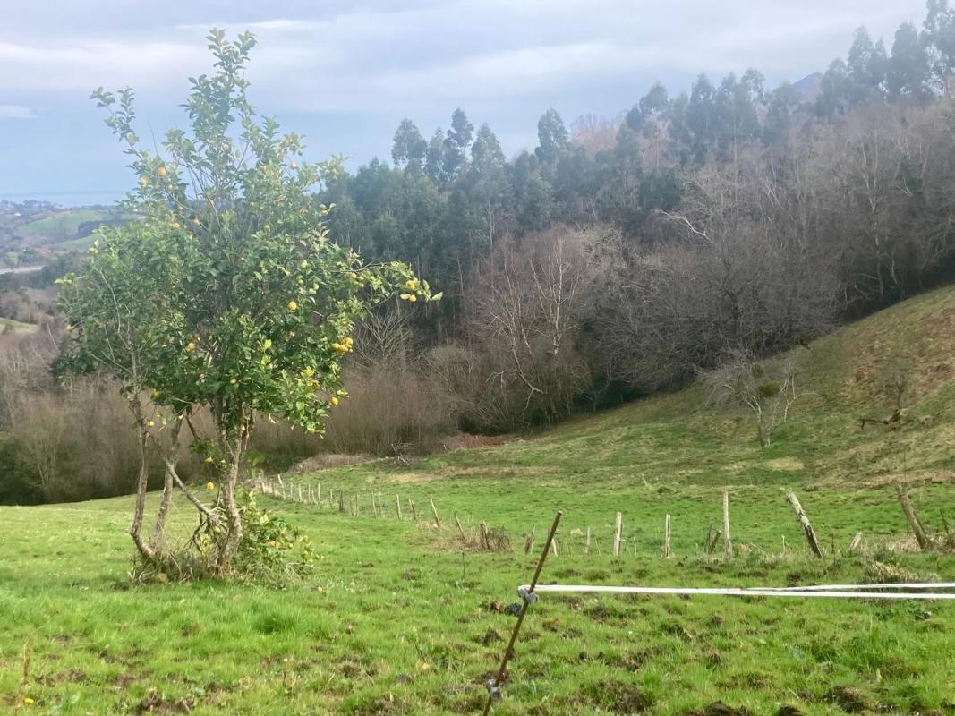 Venta de finca rústica en Carretera de Sardedo , Ribadesella photo 3